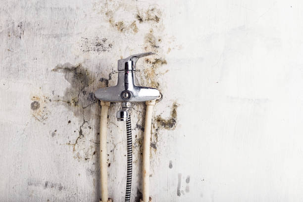 Best Black Mold Remediation in Raton, NM