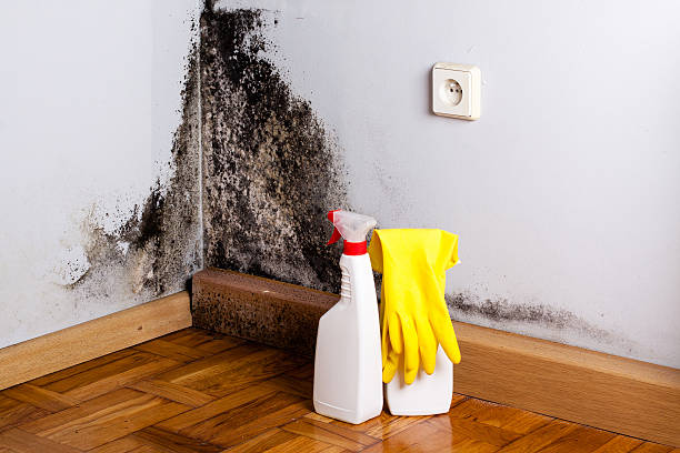 Best Post-Flood Mold Remediation in Raton, NM